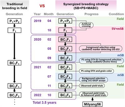 Synergizing breeding strategies via combining speed breeding, phenotypic selection, and marker-assisted backcrossing for the introgression of Glu-B1i in wheat